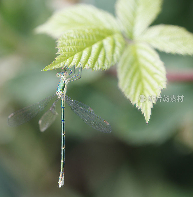 小翡翠豆娘(Lestes virens)雌性